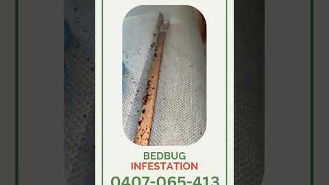 Watch Video : Bedbug Inspection and Treatment By A1 Pest Control Canberra