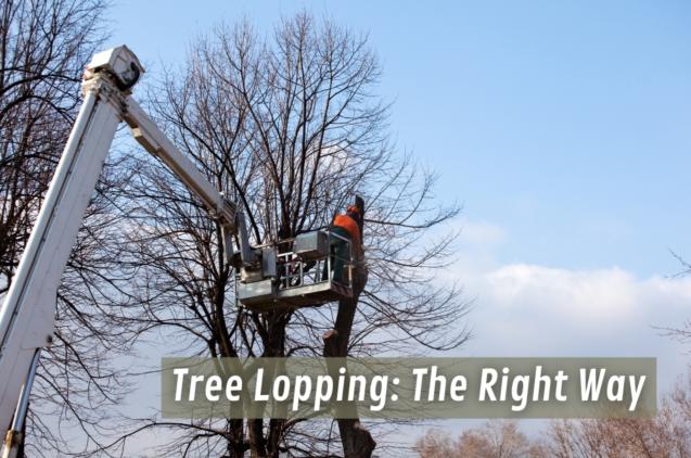 Tree Lopping: The Right Way