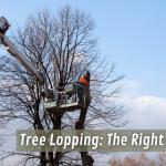 Tree Lopping: The Right Way