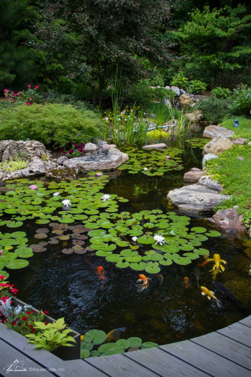 Large Pond Photo Aquascape Supplies Australia Brisbane QLD