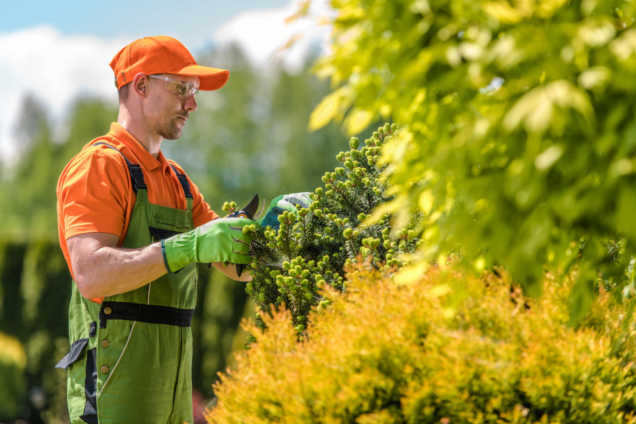 The Top 7 Reasons to Call an Arborist