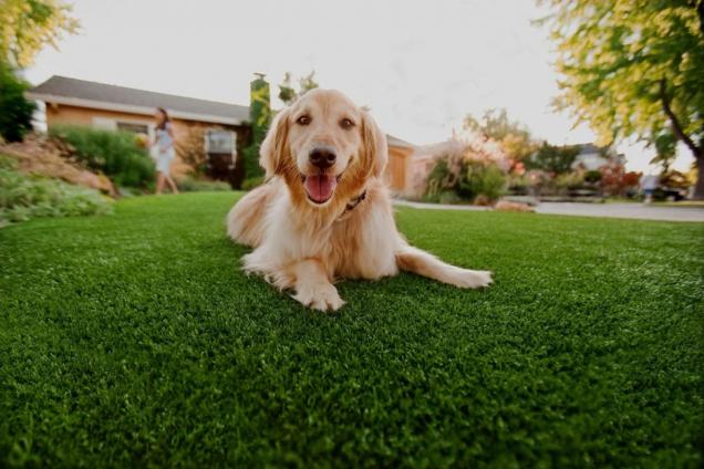 Read Article: Can You Have Artificial Grass With Dogs?