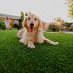 Can You Have Artificial Grass With Dogs?