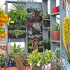 Vertical Gardens