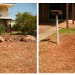 View Photo: Large Gum Tree Stump Grinding