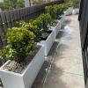 Balcony Garden Designer Sydney | Mosarte Garden Living