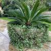 Garden Designers Mosman Sydney NSW