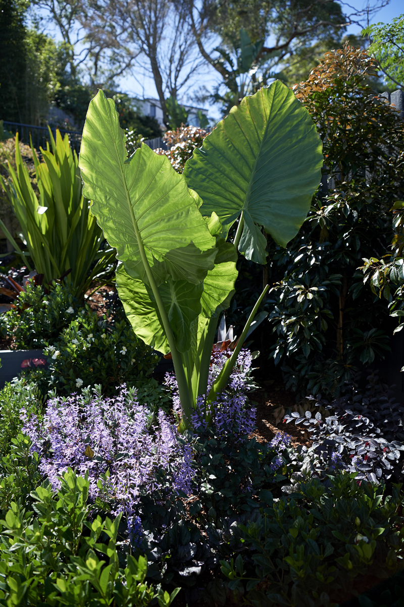 View Photo: Landscape design for small Sydney gardens