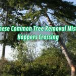 Avoid These Common Tree Removal Mistakes in Hoppers Crossing