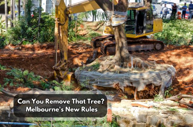 Can You Remove That Tree? Melbourne's New Rules