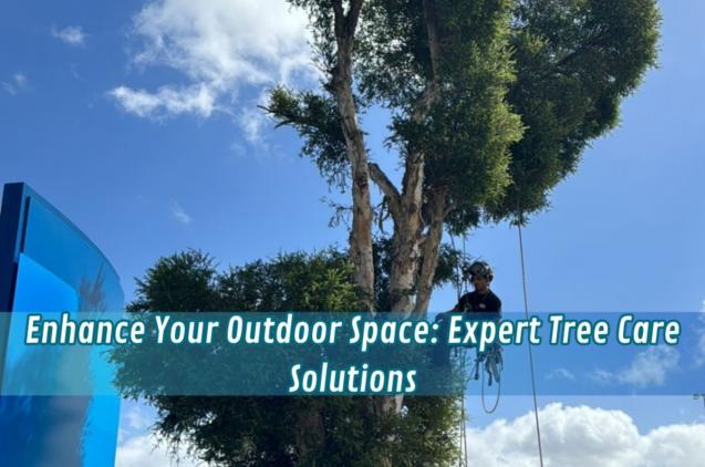 Enhance Your Outdoor Space: Expert Tree Care Solutions