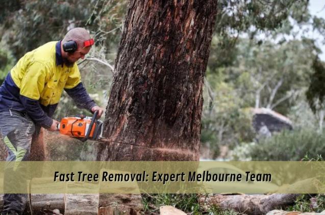 Read Article: Fast Tree Removal: Expert Melbourne Team