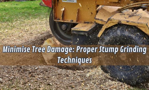 Minimise Tree Damage Proper Stump Grinding Techniques