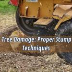 Minimise Tree Damage Proper Stump Grinding Techniques