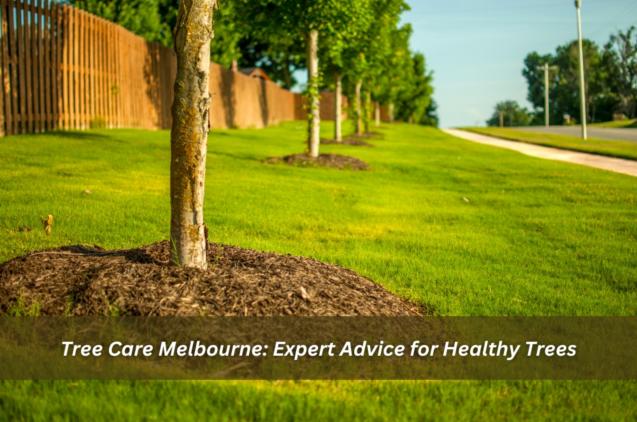 Tree Care Melbourne: Expert Advice for Healthy Trees