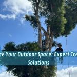 Enhance Your Outdoor Space: Expert Tree Care Solutions