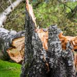 Tree Risk Assessment: Identifying Potential Hazards