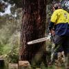 Melbourne Stump Grinding | Fast, Safe & Affordable | The Yard