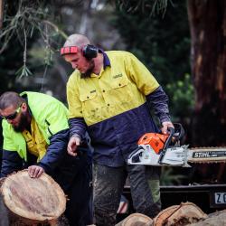 View Photo: Melbourne Stump Grinding | Fast, Safe & Affordable | The Yard