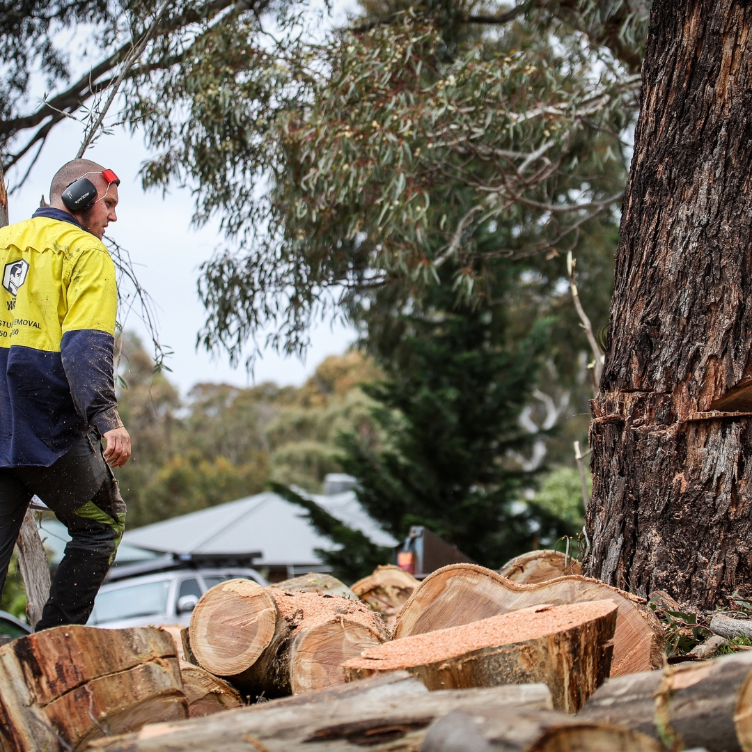 View Photo: Melbourne Stump Grinding | Fast, Safe & Affordable | The Yard