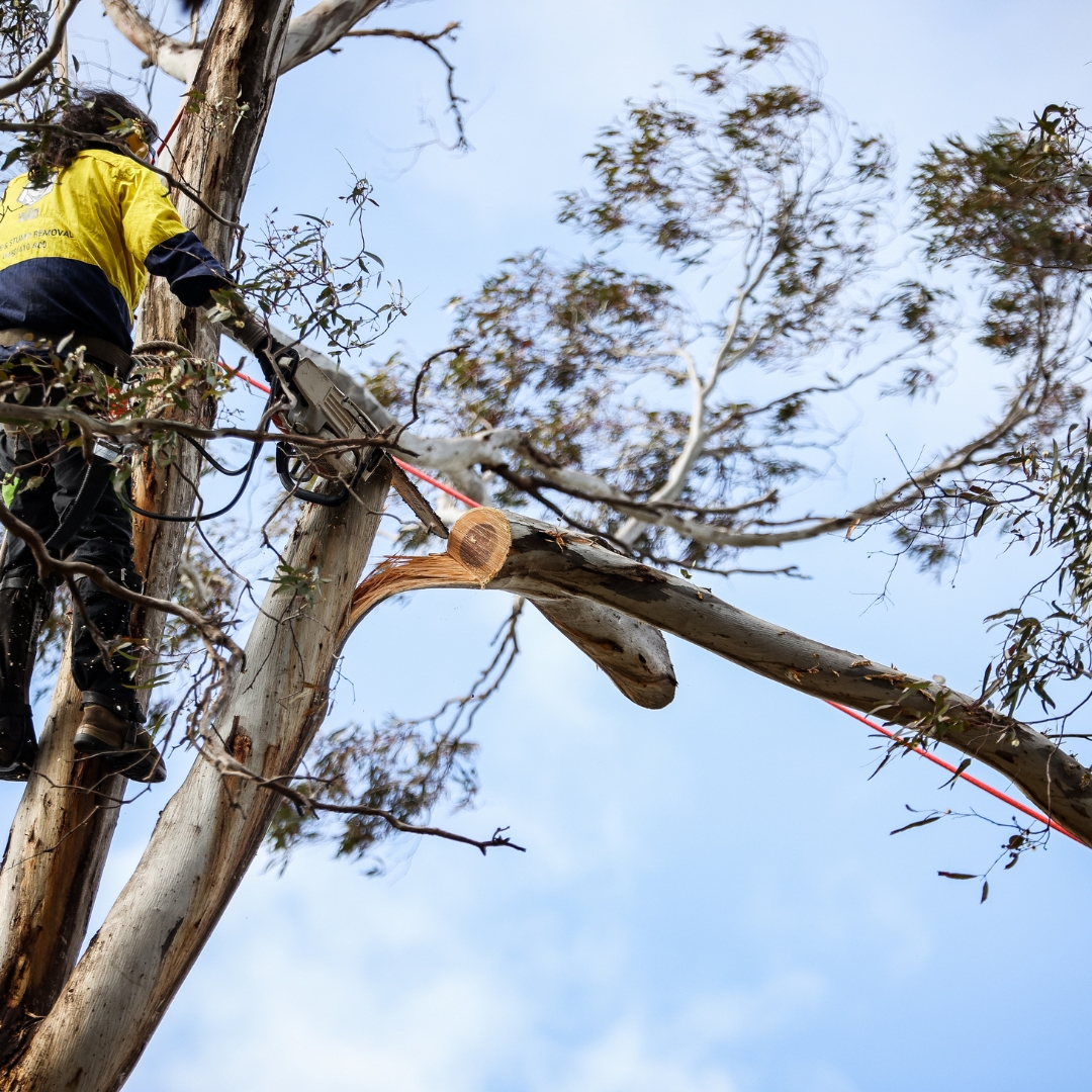 Safe Tree Removal Melbourne | Certified Arborists - The Yard