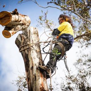 View Photo: Safe Tree Removal Melbourne | Certified Arborists - The Yard