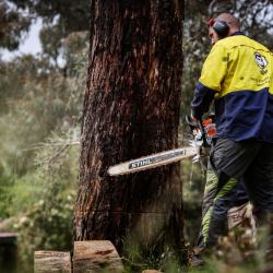 View Photo: Safe Tree Removal Melbourne | Certified Arborists - The Yard