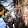 Safe Tree Removal Melbourne | Certified Arborists - The Yard