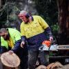 The Yard: Your Melbourne Tree Care Specialists