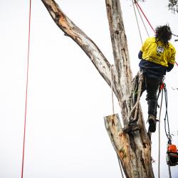 View Photo: The Yard: Your Melbourne Tree Care Specialists