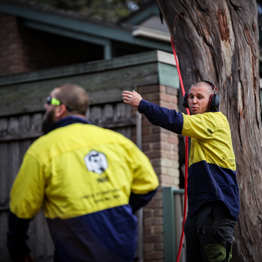 Your Trusted Tree Service Partner