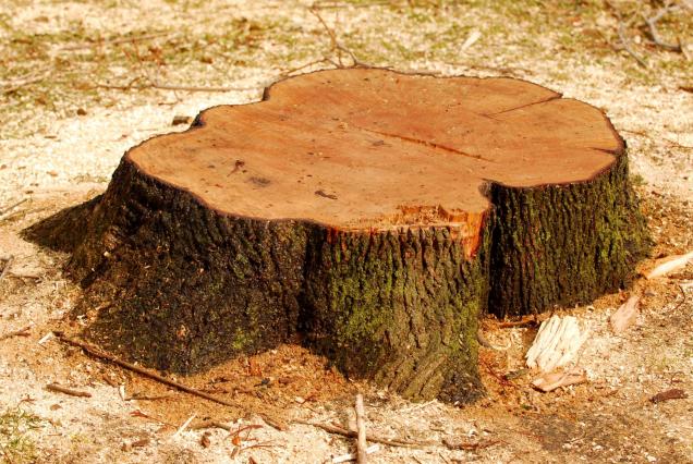 Read Article: Essential Tips for Effective Stump Grinding After Tree Removal