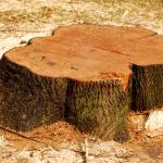 Essential Tips for Effective Stump Grinding After Tree Removal