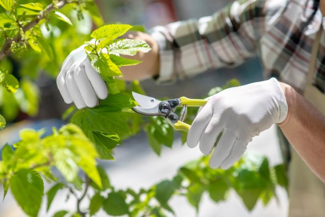 Get Your Garden Ready for Spring: Essential Tree Pruning and Removal Tips