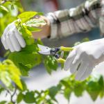 Get Your Garden Ready for Spring: Essential Tree Pruning and Removal Tips