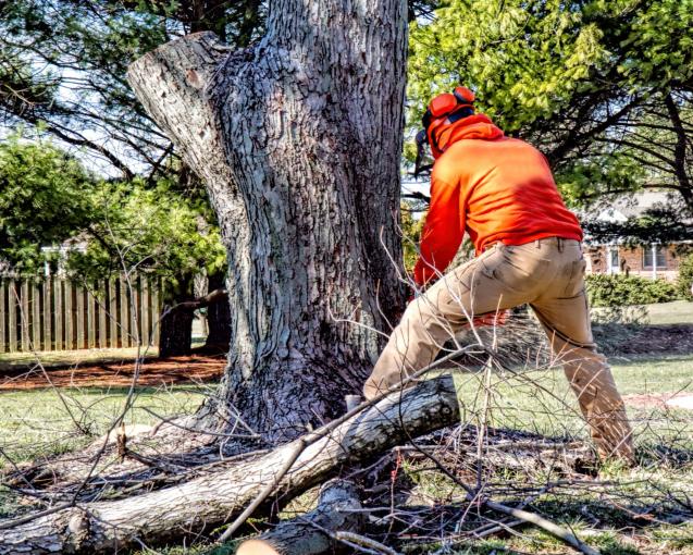 Sydney Tree Removal: Costs, Factors & Saving Tips