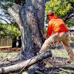 Sydney Tree Removal: Costs, Factors & Saving Tips