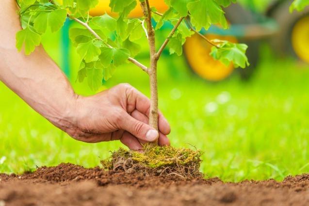 Urban Gardening: Effective Tree Management in Sydney’s Inner West