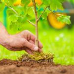 Urban Gardening: Effective Tree Management in Sydney’s Inner West