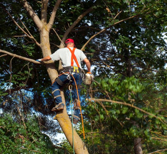 Wolf Trees and Gardens Guide to Tree Removal In Woollahra