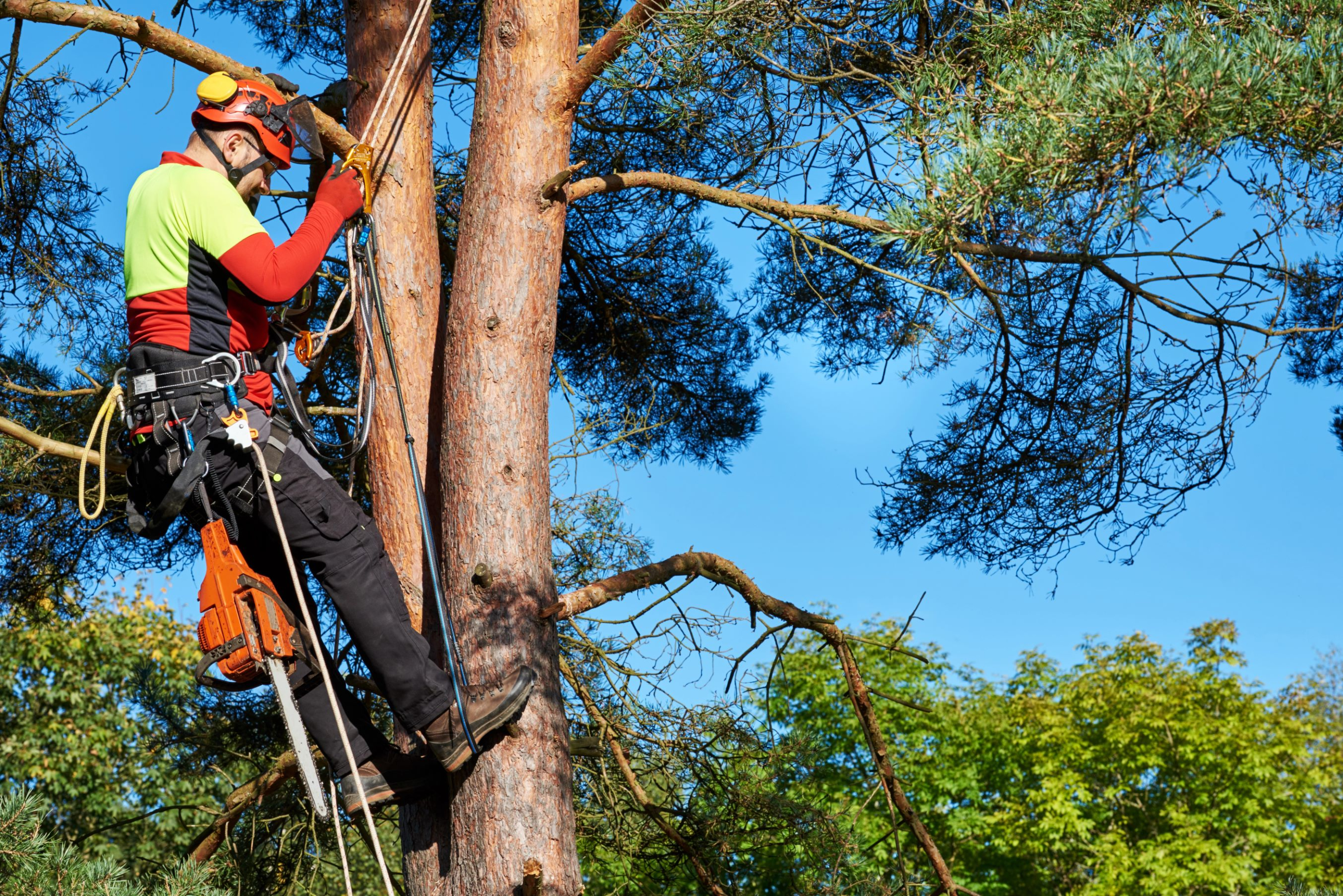 Read Article: Key Tips for Selecting a Professional Arborist for Your Trees